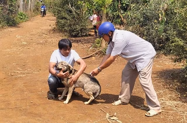 Tiêm phòng dại cho chó ở một xã nông thôn Đắk Lắk