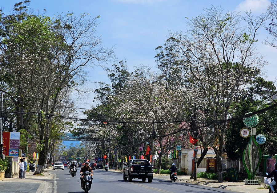 Đoạn từ Cô Giang đến Trần Quý Cáp rực trắng hoa ban 2 bên đường. Loài hoa nổi tiếng của vùng Tây Bắc được đưa về Đà Lạt trồng vào khoảng năm 2007 đến nay đã thành cây lớn.