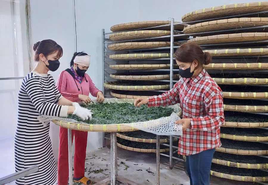 Thành viên Hợp tác xã Kén tằm Gia Lai (xã Kdang, huyện Đak Đoa) chăm sóc tằm. Ảnh: N.D