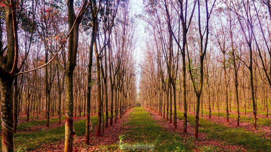 Đến cuối mùa, những chiếc lá cao su cuối cùng rụng xuống, cả rừng sẽ chỉ còn những cành cây khẳng khiu. Đến cuối mùa, những chiếc lá cao su cuối cùng rụng xuống, cả rừng sẽ chỉ còn những cành cây khẳng khiu.