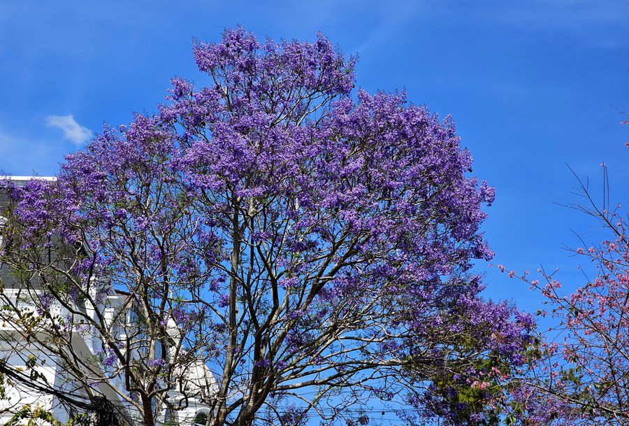 Những khu vực khác cũng có nhiều phượng tím như đường Yagourt, Nguyễn Văn Cừ, Trần Khánh Dư, Nguyễn Lương Bằng hoặc con đường khuất sau nhà khách Liên đoàn Lao động tỉnh Lâm Đồng gần hồ Xuân Hương.