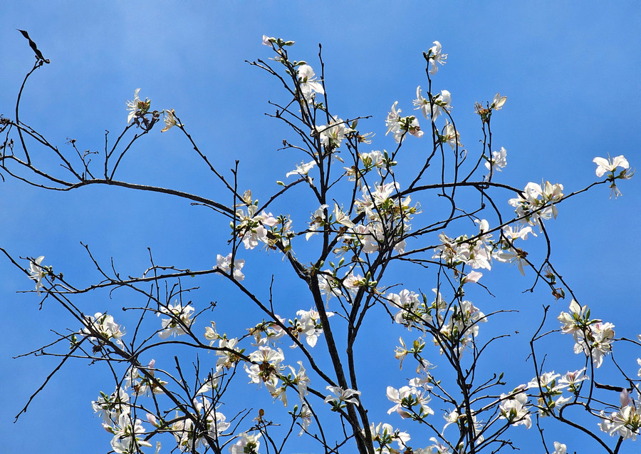Những cánh hoa trắng giữa nền trời xanh được nhiều người ví như đàn bướm trắng dập dìu khắp đường Quang Trung.