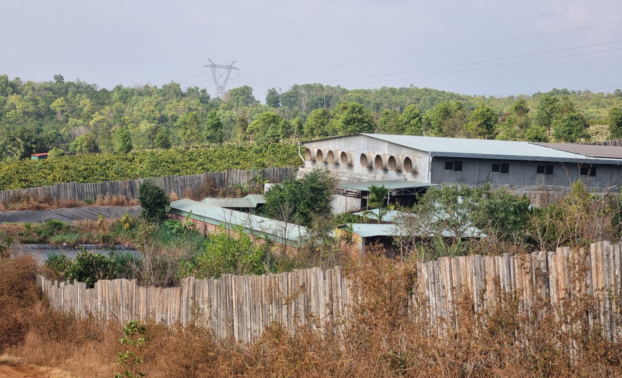 Cơ sở chăn nuôi heo ở làng Nhao 1 (xã Ia Kênh) gây mùi hôi thối làm ảnh hưởng đến cuộc sống người dân xung quanh. Ảnh: K.P Cơ sở chăn nuôi heo ở làng Nhao 1 (xã Ia Kênh) gây mùi hôi thối làm ảnh hưởng đến cuộc sống người dân xung quanh. Ảnh: K.P