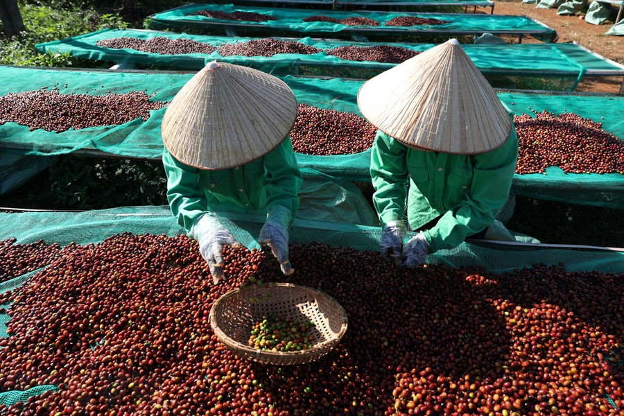 Nhân công loại bỏ trái càphê xanh để đảm bảo nguyên liệu làm càphê đặc sản. Ảnh: Tuấn Anh/TTXVN Nhân công loại bỏ trái càphê xanh để đảm bảo nguyên liệu làm càphê đặc sản. Ảnh: Tuấn Anh/TTXVN