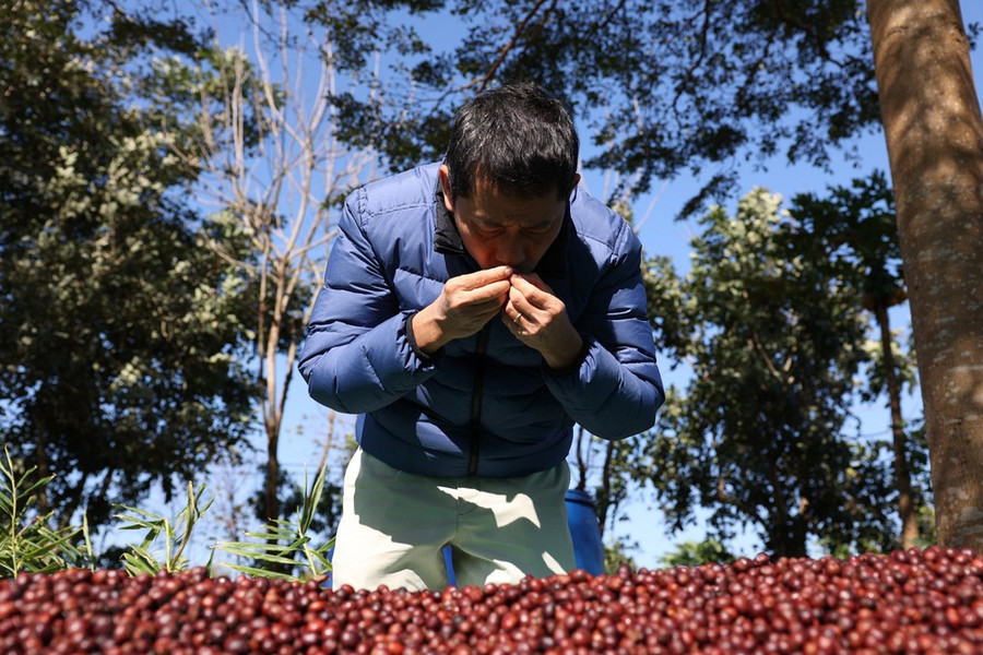 Ông Lê Đình Tư, chủ trang trại Aeroco Coffee, thành phố Buôn Ma Thuột, kiểm tra chất lượng cà phê đặc sản. Ảnh: Tuấn Anh/TTXVN Ông Lê Đình Tư, chủ trang trại Aeroco Coffee, thành phố Buôn Ma Thuột, kiểm tra chất lượng cà phê đặc sản. Ảnh: Tuấn Anh/TTXVN