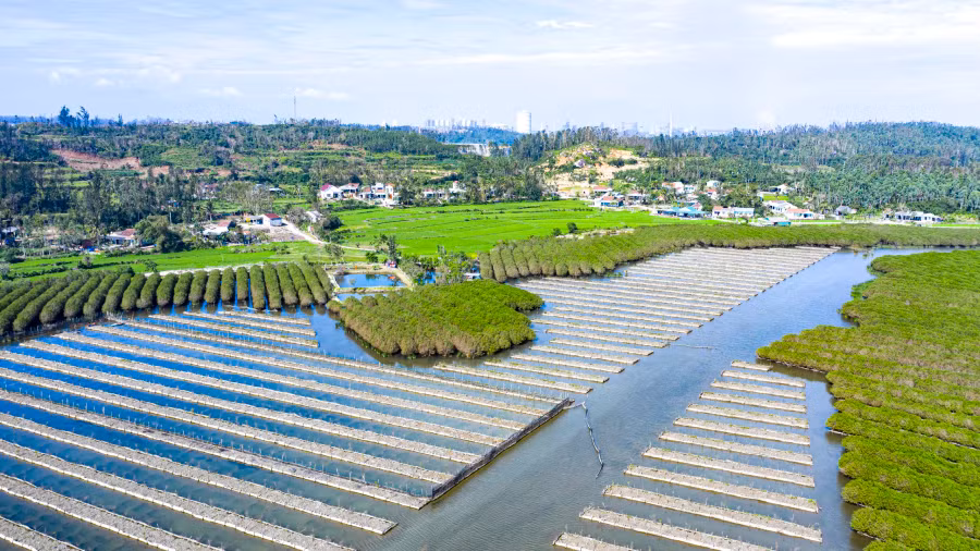 Rừng ngập mặn Bàu Cá Cái ở xã Bình Thuận (H.Bình Sơn, Quảng Ngãi) có diện tích khoảng 200 ha, cách trung tâm TP.Quảng Ngãi theo hướng đông bắc hơn 40 km. Đây là rừng ngập mặn lớn nhất tỉnh Quảng Ngãi