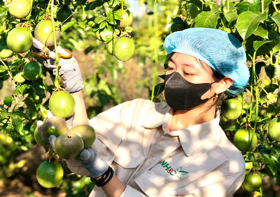 Hợp tác xã Nông nghiệp và dịch vụ Hùng Thơm Gia Lai (huyện Mang Yang) liên kết với nông dân trồng chanh dây theo hướng hữu cơ. Ảnh: V.T Hợp tác xã Nông nghiệp và dịch vụ Hùng Thơm Gia Lai (huyện Mang Yang) liên kết với nông dân trồng chanh dây theo hướng hữu cơ. Ảnh: V.T