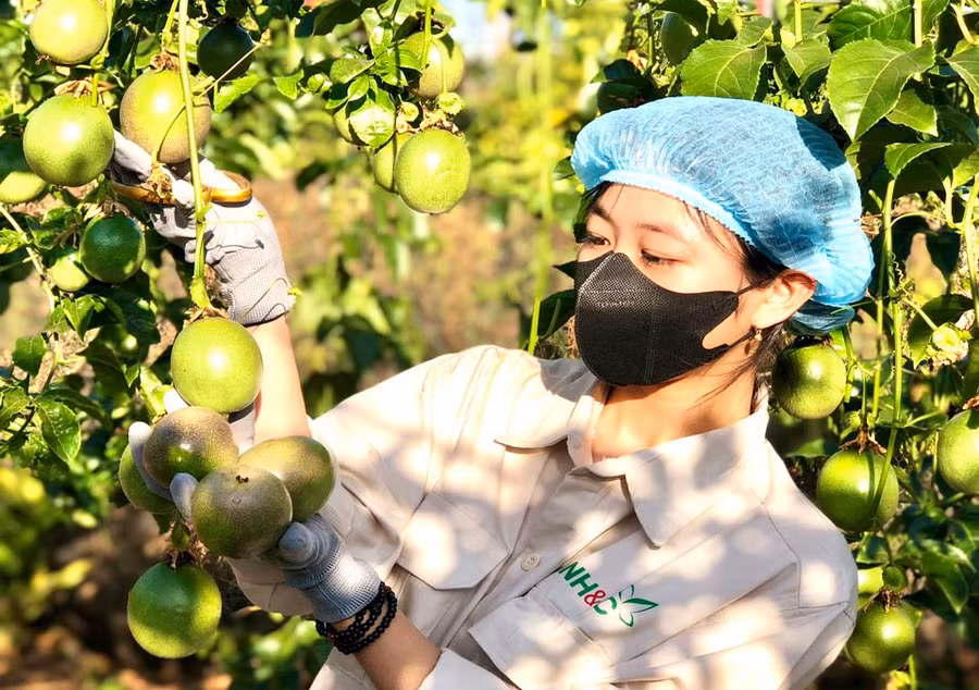 Hợp tác xã Nông nghiệp và dịch vụ Hùng Thơm Gia Lai (huyện Mang Yang) liên kết với nông dân trồng chanh dây theo hướng hữu cơ. Ảnh: V.T