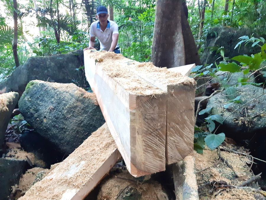 Trong năm 2023, nhiều vụ khai thác rừng trái pháp luật diễn ra tại lâm phần Công ty TNHH một thành viên Lâm nghiệp Kông H'de nhưng đơn vị này chậm báo cáo với cơ quan chức năng phối hợp xử lý. Ảnh: M.N Trong năm 2023, nhiều vụ khai thác rừng trái pháp luật diễn ra tại lâm phần Công ty TNHH một thành viên Lâm nghiệp Kông H'de nhưng đơn vị này chậm báo cáo với cơ quan chức năng phối hợp xử lý. Ảnh: M.N