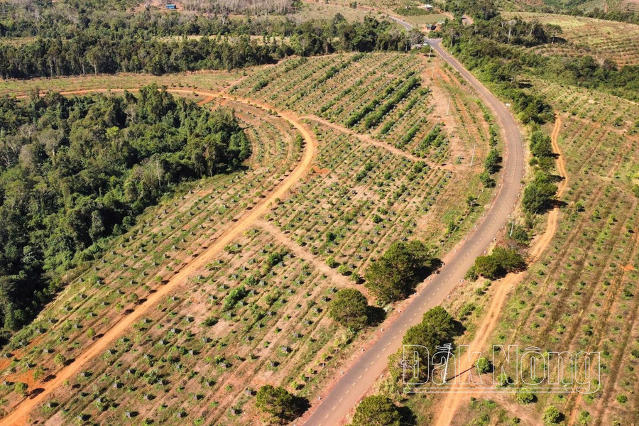 Phần lớn đất có vị trí đắc địa tại dự án của Công ty Khoáng sản Đắk Nông Sài Gòn đã được đầu tư trồng cây công nghiệp