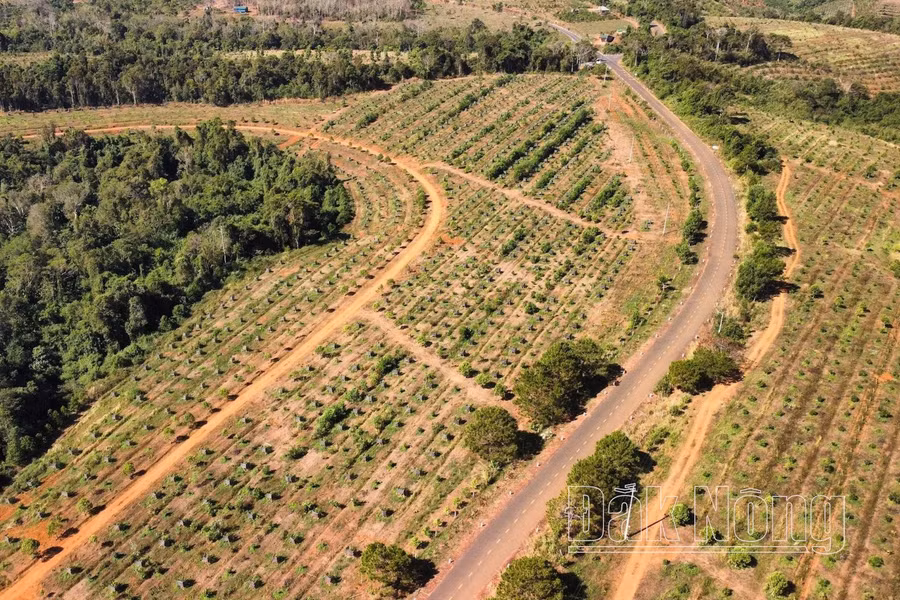 Phần lớn đất có vị trí đắc địa tại dự án của Công ty Khoáng sản Đắk Nông Sài Gòn đã được đầu tư trồng cây công nghiệp