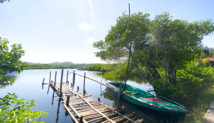 Năm 2014, Sở NN-PTNT tỉnh Quảng Ngãi triển khai dự án phục hồi rừng ven biển, trong đó đã trồng hàng triệu cây cóc trắng trên diện tích gần 65 ha xung quanh Bàu Cá Cái. Dự án này đã biến Bàu Cá Cái thành khu rừng ngập mặn xanh mướt, hoang sơ và kỳ bí như một miền Tây thu nhỏ ở vùng đất miền Trung đầy nắng và gió