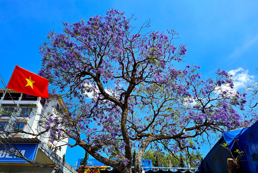 Hiện tại đây là thời điểm thích hợp cho những ai yêu loài hoa này đến với Đà Lạt ngắm mai anh đào.