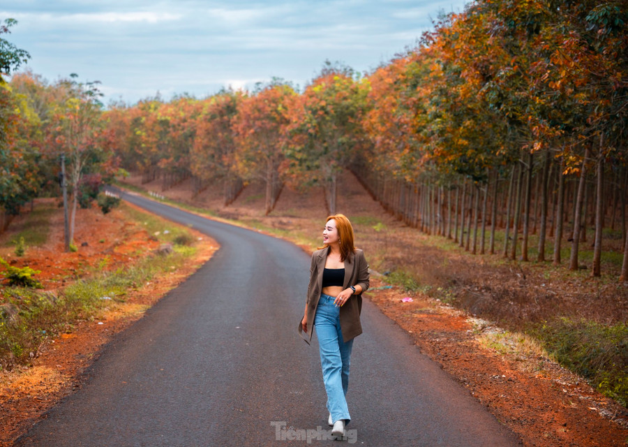 Chị Vòng Thị Huyền (SN 1990, Gia Lai) cho biết, thời điểm tháng 1, tháng 2 là thời điểm lý tưởng nhất để du khách đi chụp ảnh rừng cao su mùa thay lá bởi lúc này, lá còn nhiều và khung cảnh cũng mộng thơ, tràn trề sức sống hơn bao giờ hết. Mỗi mùa cao su thay lá, có nhiều người dân và du khách ghé các tỉnh khu vực Tây Nguyên để chụp ảnh. Chị Vòng Thị Huyền (SN 1990, Gia Lai) cho biết, thời điểm tháng 1, tháng 2 là thời điểm lý tưởng nhất để du khách đi chụp ảnh rừng cao su mùa thay lá bởi lúc này, lá còn nhiều và khung cảnh cũng mộng thơ, tràn trề sức sống hơn bao giờ hết. Mỗi mùa cao su thay lá, có nhiều người dân và du khách ghé các tỉnh khu vực Tây Nguyên để chụp ảnh.