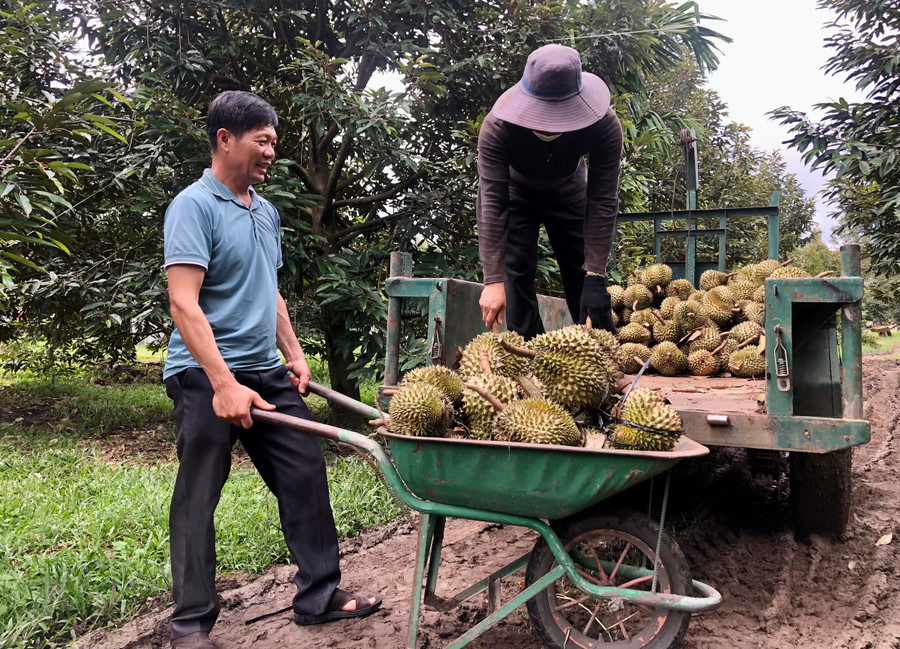 Ông Nguyễn Hữu Hùng (thôn 2, xã Ia Ka) thu hoạch sầu riêng. Ảnh: L.N Ông Nguyễn Hữu Hùng (thôn 2, xã Ia Ka) thu hoạch sầu riêng. Ảnh: L.N