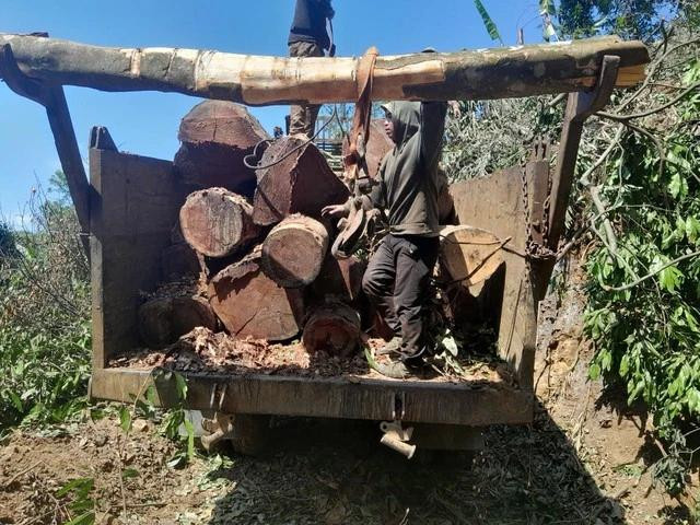 Xe vận chuyển gỗ trái phép trong rừng Xe vận chuyển gỗ trái phép trong rừng
