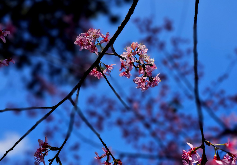 Theo lý giải, loài hoa này có tên như vậy vì thân có dáng đào mận nhưng hoa đơn 5 cánh giống hoa mai. Khi hoa nở thì cây đã rụng hết lá nên càng nổi bật giữa bầu trời trong xanh của Đà Lạt.