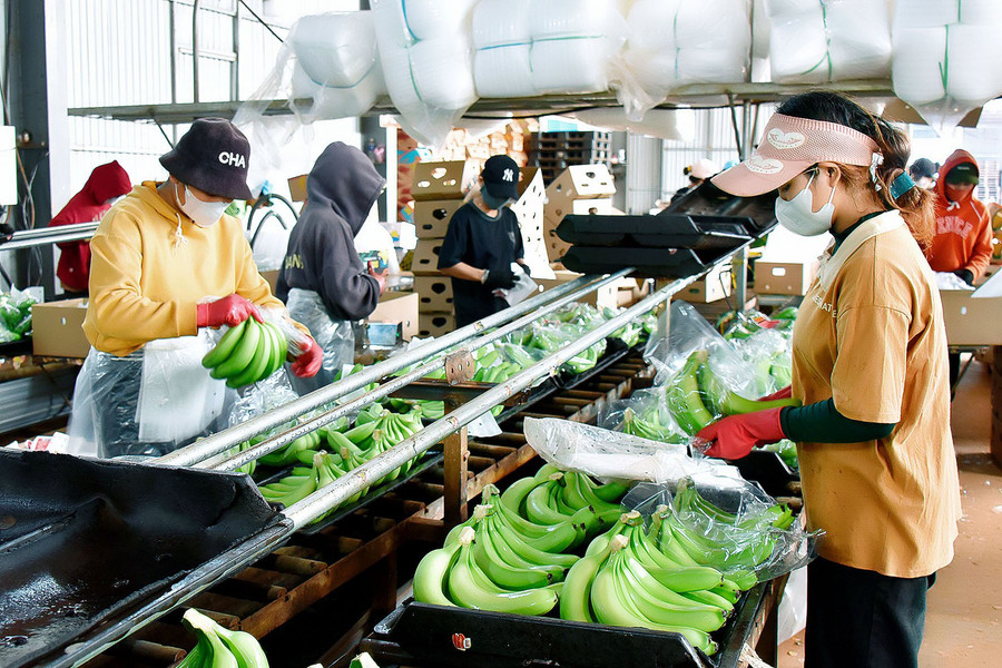 Công nhân sơ chế chuối xuất khẩu tại Công ty cổ phần Nông nghiệp công nghệ cao Hưng Sơn. Ảnh: Đ.T