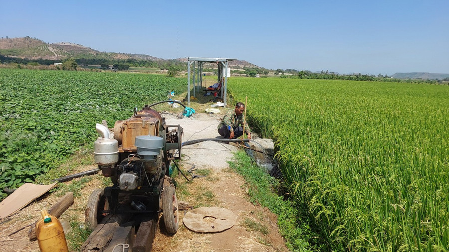 Người dân bơm tưới cứu lúa và khoai lang trên cánh đồng thôn Đoàn Kết. Ảnh: N.D