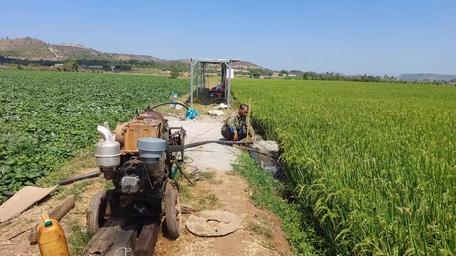 Người dân bơm tưới cứu lúa và khoai lang trên cánh đồng thôn Đoàn Kết. Ảnh: N.D