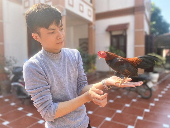 Một trong những cá thể gà tre Bắc đẹp nhất tại trại gà của Quyết, với bộ lông đen tuyền ánh tím và lam Một trong những cá thể gà tre Bắc đẹp nhất tại trại gà của Quyết, với bộ lông đen tuyền ánh tím và lam