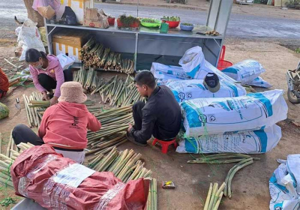 Những bao tải đọt mây được vận chuyển từ rừng về để phục vụ ẩm thực ngày Tết. Những bao tải đọt mây được vận chuyển từ rừng về để phục vụ ẩm thực ngày Tết.