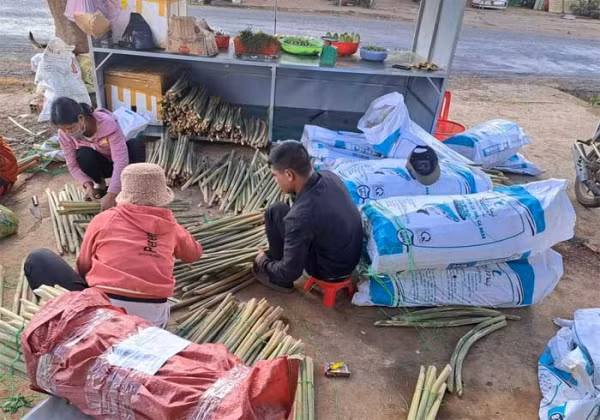 Những bao tải đọt mây được vận chuyển từ rừng về để phục vụ ẩm thực ngày Tết.