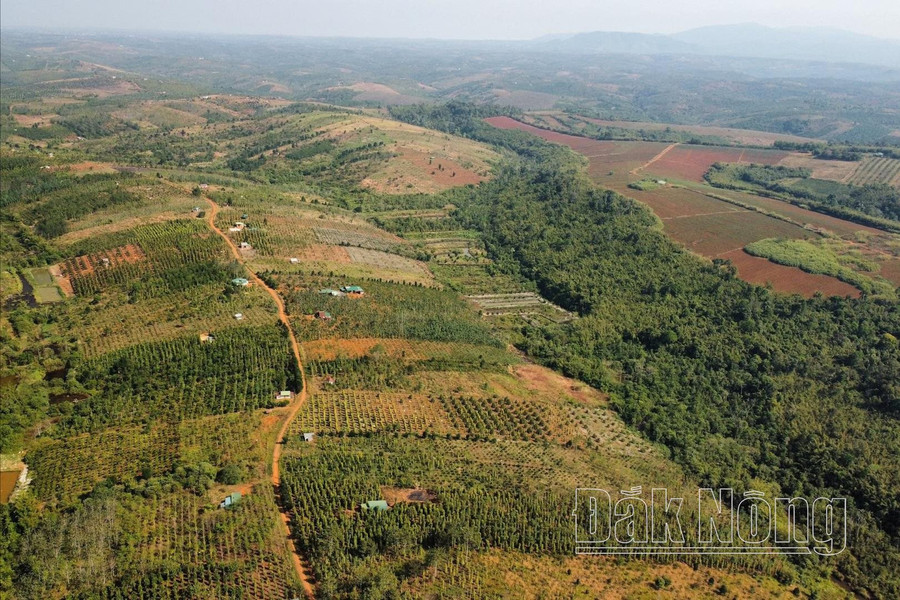 Hàng ngàn ha rừng đã bị phá và đất rừng bị lấn chiếm tại các dự án nông, lâm nghiệp ở Đắk Nông