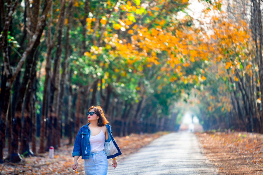 Dịp đầu năm mới là thời điểm lý tưởng nhiều du khách ghé check-in rừng cao su mùa thay lá Dịp đầu năm mới là thời điểm lý tưởng nhiều du khách ghé check-in rừng cao su mùa thay lá