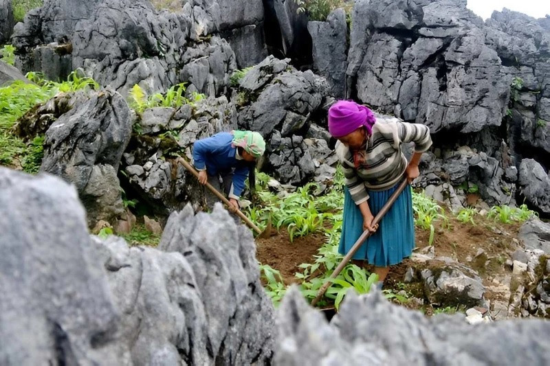 Với sự cần cù, người dân đã khiến đá trổ xanh. Ảnh: Giang Toan Với sự cần cù, người dân đã khiến đá trổ xanh. Ảnh: Giang Toan