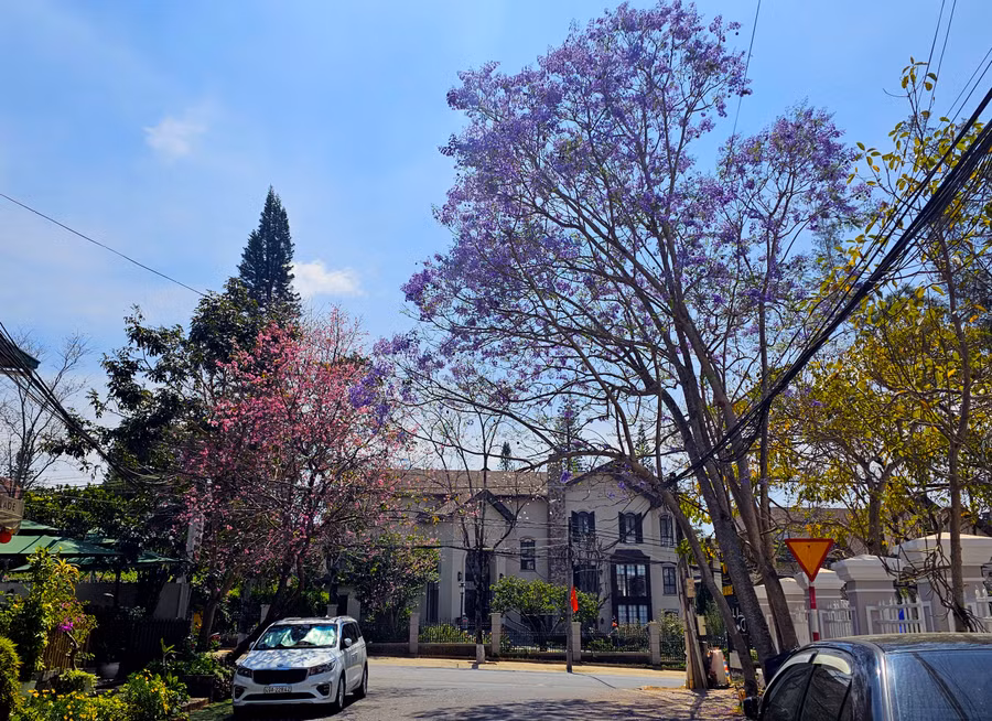 Một góc ngã ba hiếm hoi của Đà Lạt cùng xuất hiện 3 loại hoa đang nở rực rỡ là mai anh đào, phượng tím và hoa ban trắng ở Quang Trung - Cô Giang.