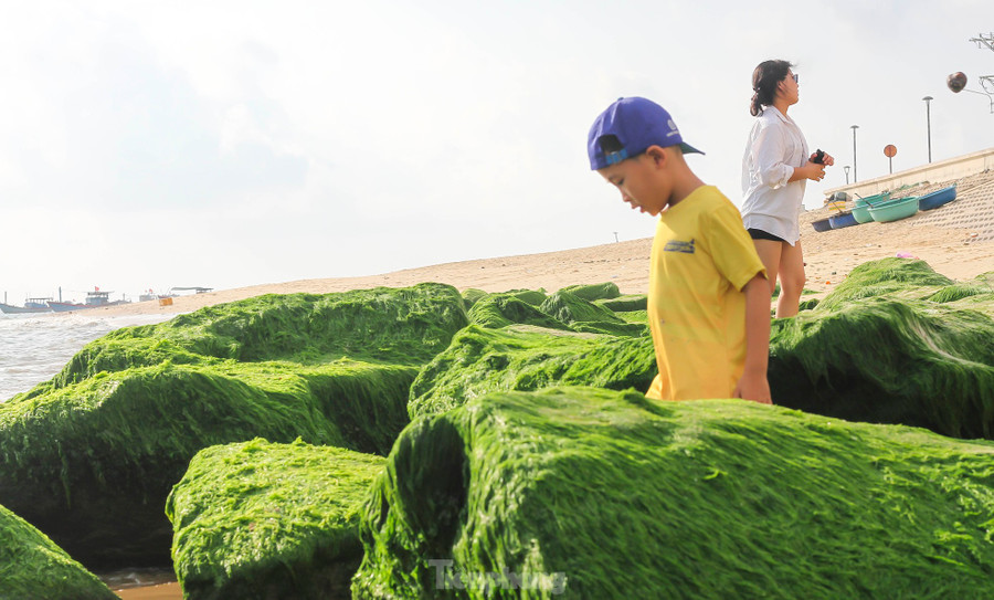 Nằm trên dãy Phương Mai, cách trung tâm TP. Quy Nhơn khoảng 20km, xã Nhơn Hải đang trở thành một điểm đến du lịch biển hấp dẫn. Đến Nhơn Hải mùa này, ngoài bãi đá rêu xanh, du khách còn tận hưởng vẻ đẹp của thiên nhiên giữa biển xanh, cát trắng, nắng vàng, tận hưởng những giây phút thư giãn, hít thở không khí trong lành. Ảnh: Trương Định Nằm trên dãy Phương Mai, cách trung tâm TP. Quy Nhơn khoảng 20km, xã Nhơn Hải đang trở thành một điểm đến du lịch biển hấp dẫn. Đến Nhơn Hải mùa này, ngoài bãi đá rêu xanh, du khách còn tận hưởng vẻ đẹp của thiên nhiên giữa biển xanh, cát trắng, nắng vàng, tận hưởng những giây phút thư giãn, hít thở không khí trong lành. Ảnh: Trương Định