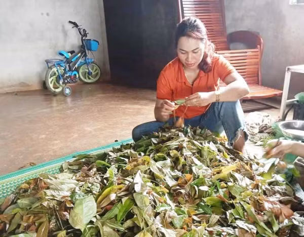 Lá bép hái về sẽ được rửa sạch để chế biến các món ăn dân dã ngày Tết.