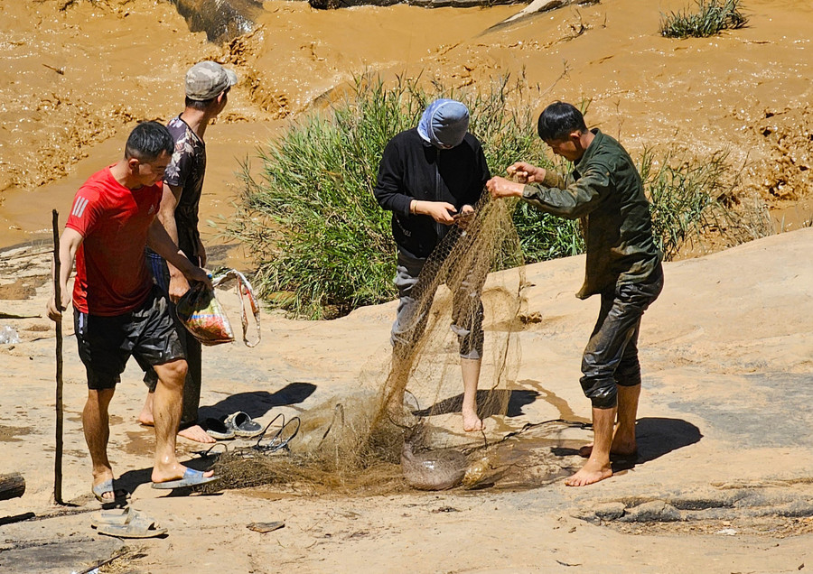 Một nhóm khác quăng lưới dính được con cá trê khá lớn.