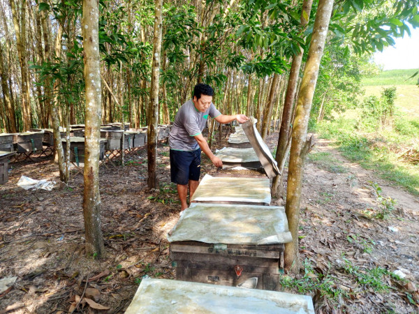 Anh Nguyễn Văn Lâm bên những “ngôi nhà” của 200 đàn ong vừa di dời đến xã Sơn Hội, huyện Sơn Hòa (Phú Yên). Anh Nguyễn Văn Lâm bên những “ngôi nhà” của 200 đàn ong vừa di dời đến xã Sơn Hội, huyện Sơn Hòa (Phú Yên).