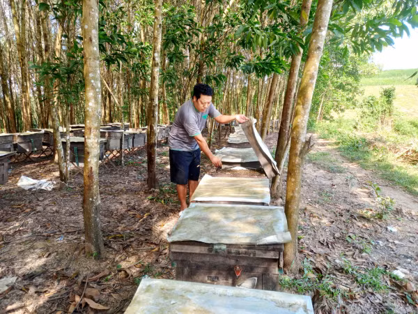 Anh Nguyễn Văn Lâm bên những “ngôi nhà” của 200 đàn ong vừa di dời đến xã Sơn Hội, huyện Sơn Hòa (Phú Yên).