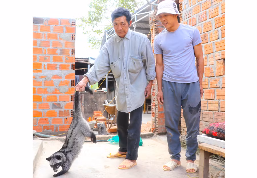 Mô hình nuôi chồn hương của ông Đào Sơn Hải (bìa trái, xã Hà Tam, huyện Đak Pơ) mang lại lợi nhuận cao. Ảnh: N.M