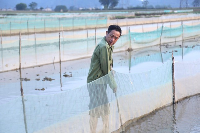 Ông Phạm Văn Vị giăng lưới ngoài ruộng để đón rươi. Ông Phạm Văn Vị giăng lưới ngoài ruộng để đón rươi.