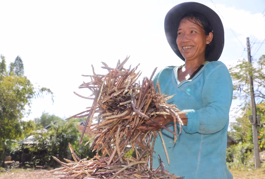 Nông dân huyện Kông Chro vui mừng khi nông sản được mùa, được giá. Ảnh: N.M