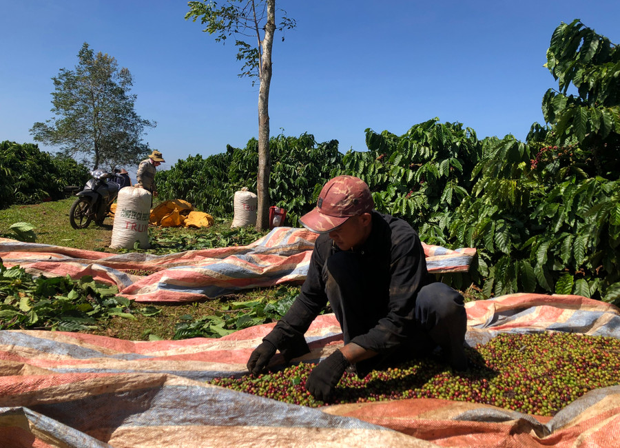 Thành viên Hợp tác xã Sản xuất kinh doanh-dịch vụ nông nghiệp Tâm Thành (xã Ia Hrung) thu hoạch cà phê. Ảnh: L.N