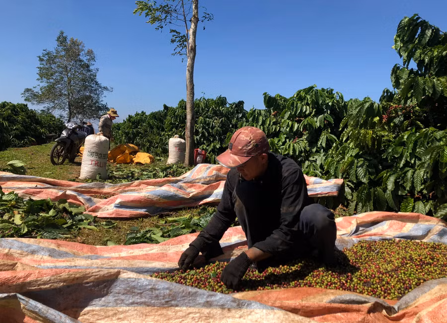 Thành viên Hợp tác xã Sản xuất kinh doanh-dịch vụ nông nghiệp Tâm Thành (xã Ia Hrung) thu hoạch cà phê. Ảnh: L.N