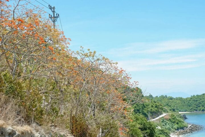 hoa ngô đồng nở vào độ tháng 7 đến tháng 8 hàng năm. hoa ngô đồng nở vào độ tháng 7 đến tháng 8 hàng năm.