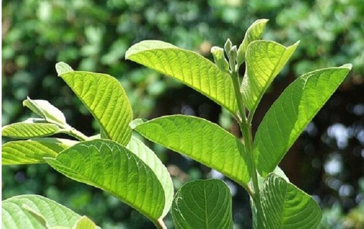 Lá ổi có nhiều tác dụng đối với sức khỏe nếu dùng đúng cách. Ảnh minh họa Lá ổi có nhiều tác dụng đối với sức khỏe nếu dùng đúng cách. Ảnh minh họa