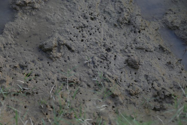 “Mà” rươi dày đặc báo hiệu rươi sắp “mọc”. “Mà” rươi dày đặc báo hiệu rươi sắp “mọc”.