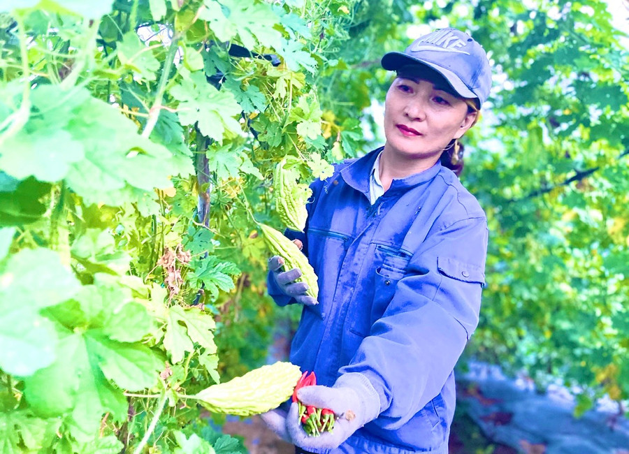 Bà Nguyễn Thị Phương (thôn 3, xã Đak Hlơ) chuyển đổi một phần diện tích trồng mía kém hiệu quả sang các loại cây trồng khác, cho thu nhập hơn 200 triệu đồng/năm. Ảnh: M.P