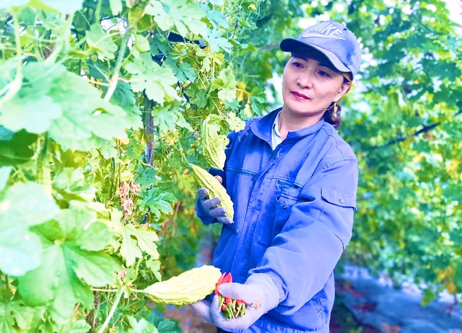 Bà Nguyễn Thị Phương (thôn 3, xã Đak Hlơ) chuyển đổi một phần diện tích trồng mía kém hiệu quả sang các loại cây trồng khác, cho thu nhập hơn 200 triệu đồng/năm. Ảnh: M.P