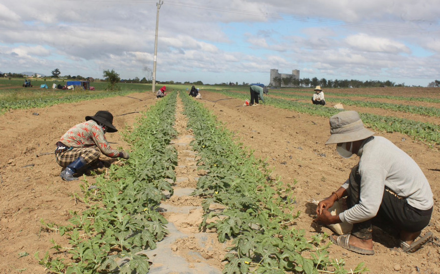 Gia đình ông Lê Văn Khang (buôn Broăi, xã Ia Broăi, huyện Ia Pa) tranh thủ ngày cuối năm chăm sóc ruộng dưa hấu của gia đình cho kịp thời vụ. Ảnh: Vũ Chi Gia đình ông Lê Văn Khang (buôn Broăi, xã Ia Broăi, huyện Ia Pa) tranh thủ ngày cuối năm chăm sóc ruộng dưa hấu của gia đình cho kịp thời vụ. Ảnh: Vũ Chi