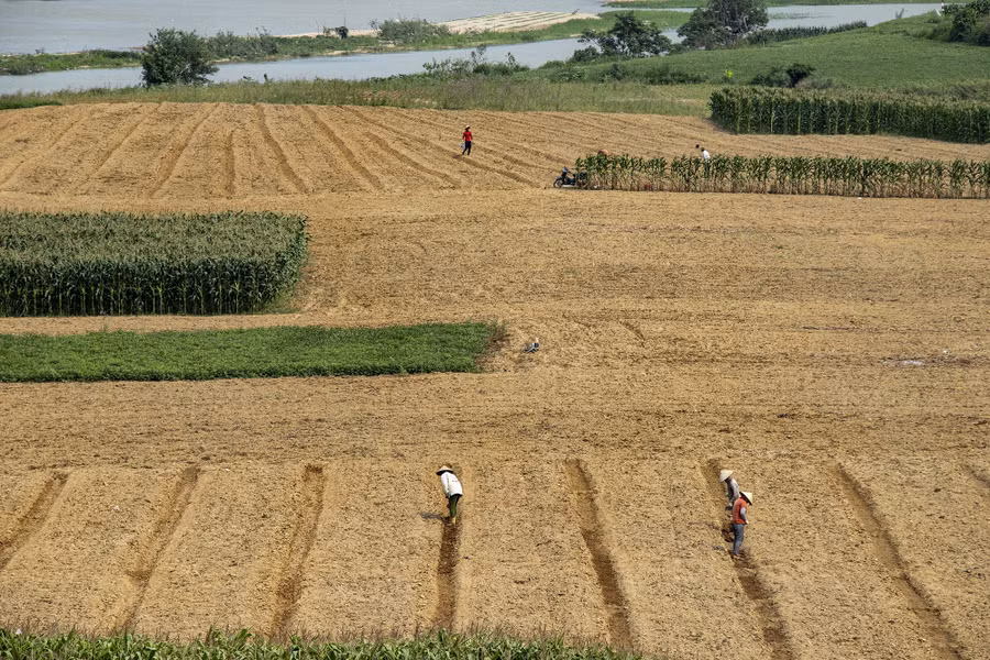 Gieo hạt. Ảnh: ĐẶNG KẾ ĐÔNG