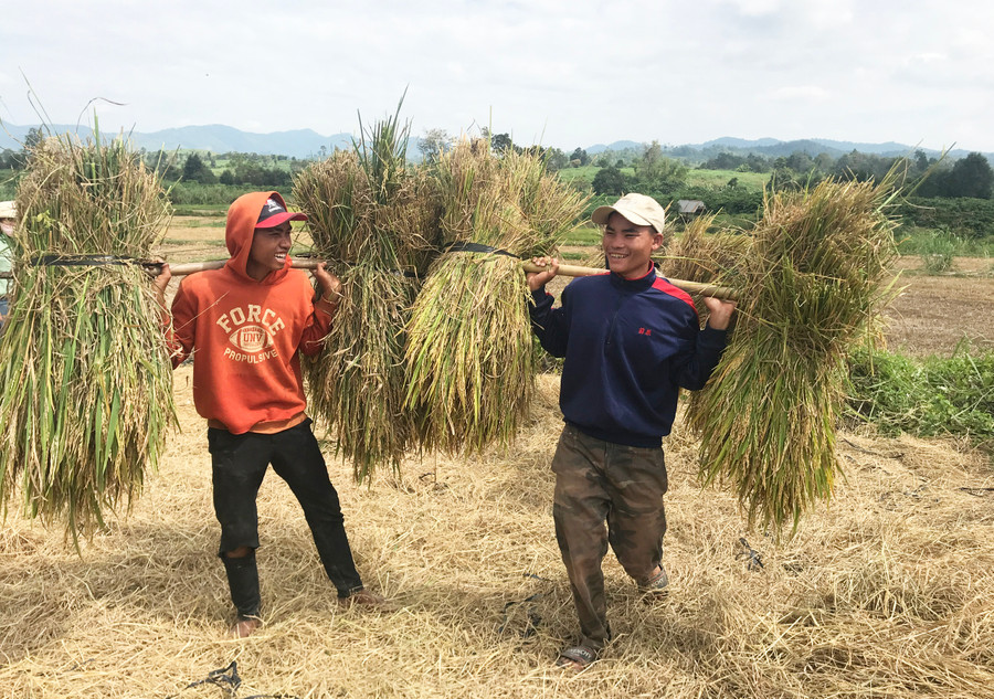 Niềm vui được mùa từ cánh đồng một giống ĐT100. Ảnh: N.D Niềm vui được mùa từ cánh đồng một giống ĐT100. Ảnh: N.D