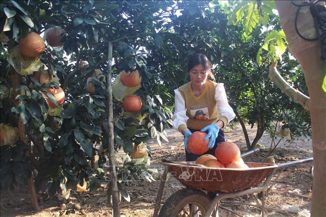 Người dân thu hoạch bưởi Luận Văn. Ảnh: Trịnh Duy Hưng/TTXVN